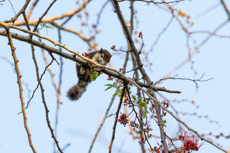 Close-up of a squirrel eating a red flower. Close-up of a squirrel perching on a branch.の写真素材