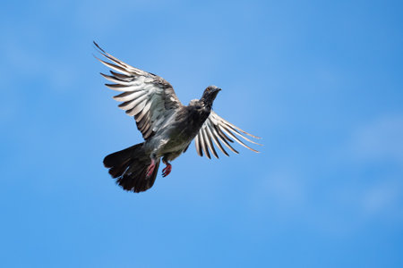 Movement scene of a Rock Pigeon flying in the air isolated in a blue sky. Close-up of Rock Pigeon...