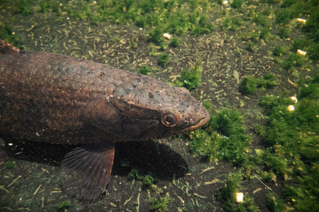 Close-up of a wolf fish underwater. Underwater photography of a wolf fish or Hoplias malabaricus.の写真素材