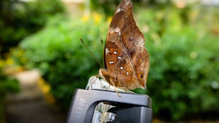 Brown butterfly sitting on an action camera case and using his bulb for exploringの写真素材