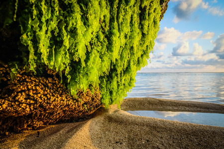 Sea Gras on a rock at the beach with low tide
