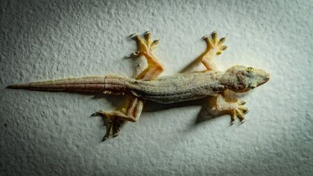 Yellow colored gecko sitting on a white wall in the middle of a white spotの写真素材