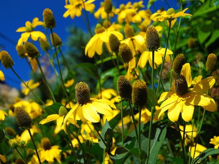 Yellow Cone Flowersの写真素材