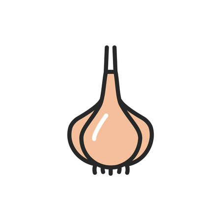 Garlic color line icon. Spice for cooking. Vector illustrationのイラスト素材