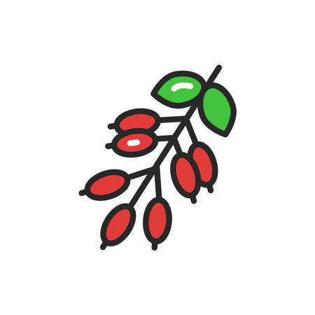 Barberry color line icon. Cooking ingredient. Vector illustrationのイラスト素材