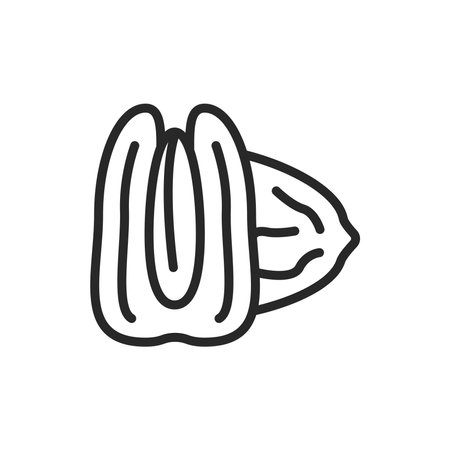Pecan nut black line icon. Isolated vector element. Outline pictogram for web page, mobile app, promo.のイラスト素材