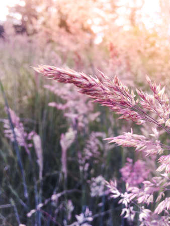Colorful field grass at Sunsetの写真素材
