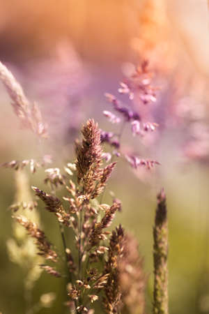 Colorful field grass at Sunsetの写真素材