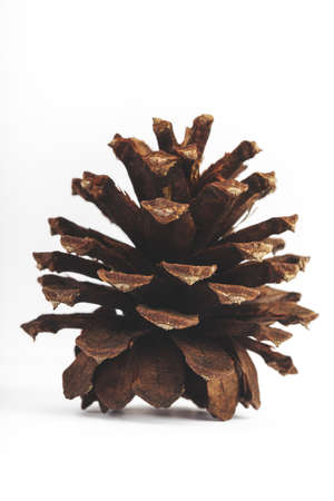 Isolated Pine Coneの写真素材