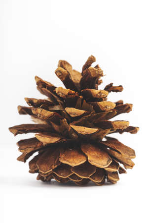 Isolated Pine Coneの写真素材