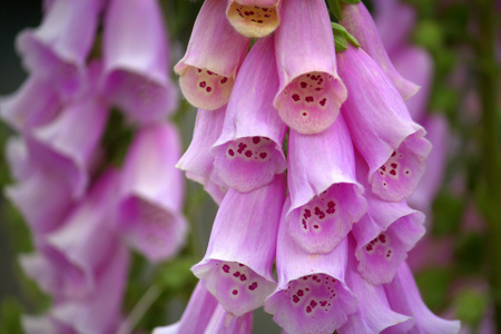 Foxgloveの写真素材