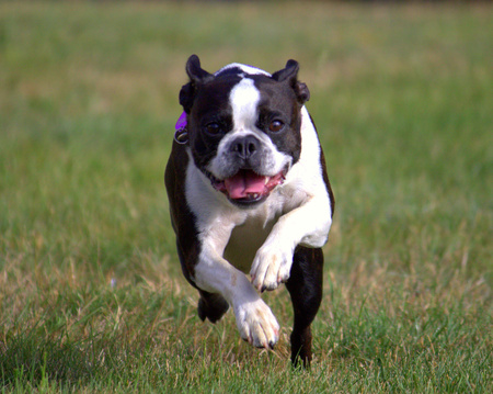 Boston Terrier Runningの写真素材