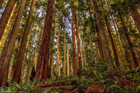 Redwoodsの写真素材