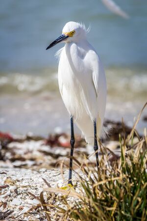 Egret on Florida Beachの写真素材