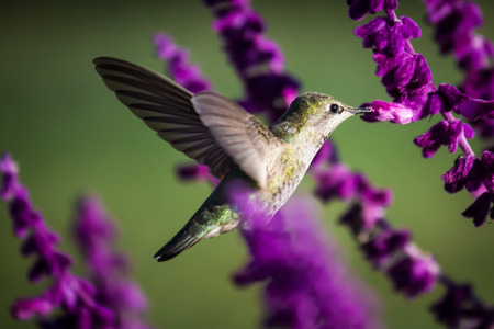 Hummingbird
