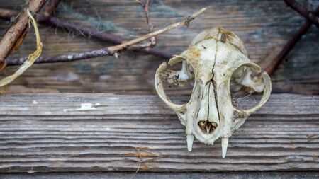 Cat Skull Color Imageの写真素材