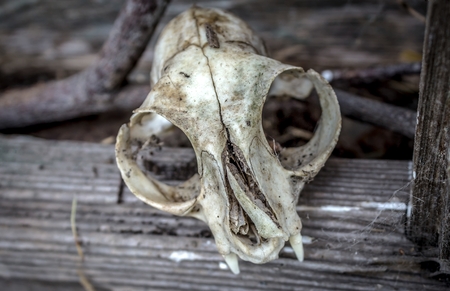 Cat Skull Black and Whiteの写真素材