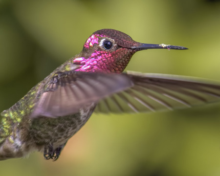 Color image of a hummingbird in flightの写真素材
