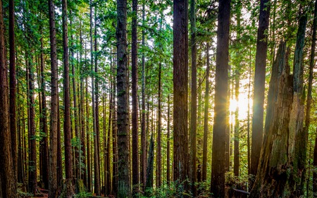 Color image of a redwood forest looking into the sun. Northern California USA.の写真素材