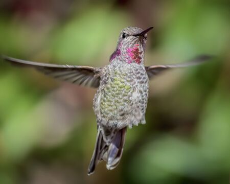 Anna's Hummingbird in Flight, Color Image, Dayの写真素材