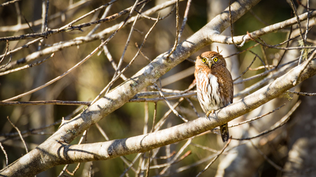 Wild Owl in Nature, Color Image, Northern California, USAの写真素材