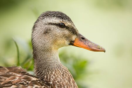 Female Duck Profile With Green Plantlife in the Background, Color Image, Dayの写真素材