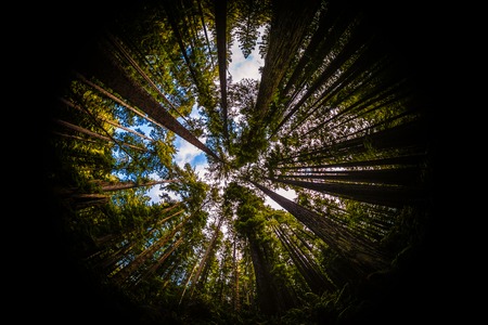 Redwood Forest Fisheye, Color Image, Northern California, USAの写真素材