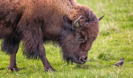 Bison Buffalo Portrait in a Grassy Field, Color Imageの写真素材
