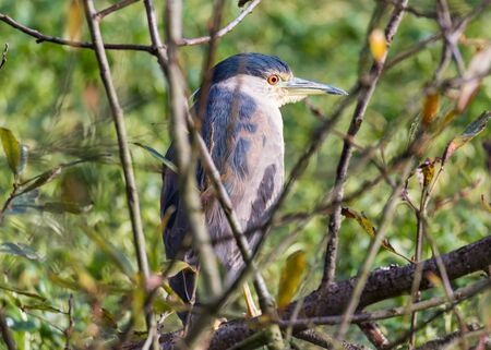 Juvenile Great Blue Heron Perched in a Tree, Color Image, Dayの写真素材