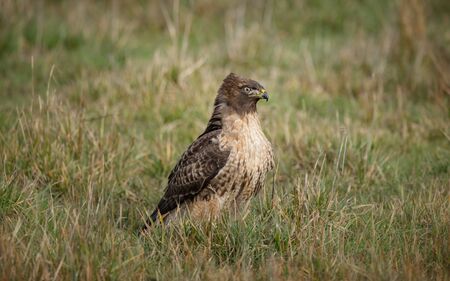 A wild hawk in nature sitting on grass.の写真素材
