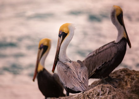 Three Pelicans at the Seaの写真素材
