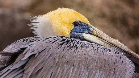 A Pelican Profileの写真素材