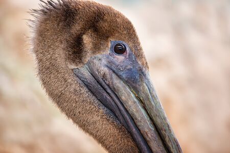 A Pelican Profileの写真素材
