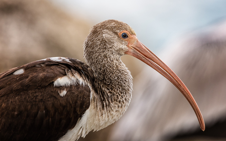 Wild Ibis on the Atlantic Ocean, Florida, USAの写真素材
