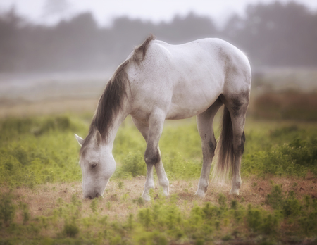 Horse in a Pasture on a Foggy Day Northern California, USAの写真素材