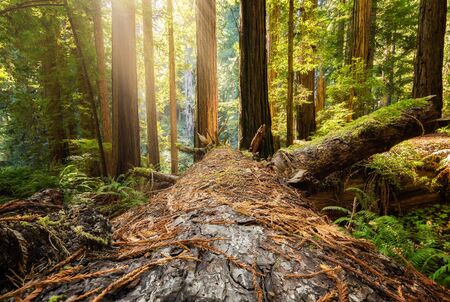 Fallen Redwood Tree in Northern California Forestの写真素材