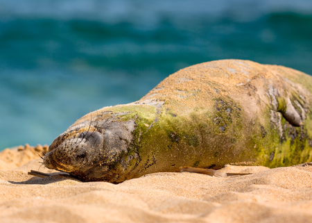 Hawaiian Munk Seal Resting on the Beachの写真素材