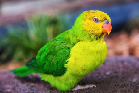 Closeup of a rainbow lorikeet with a dark background.の写真素材