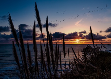 A Flock of Geese Fly Through the Sunset Over Trinidad, Californiaの写真素材
