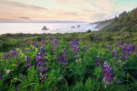 Sunset at a Rocky Beach, Northern California Coast