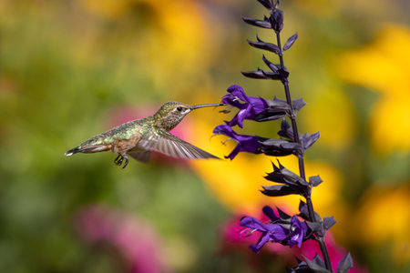 Hummingbird in Flight Drinking Nectarの写真素材