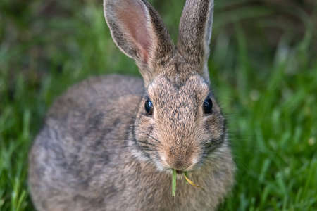 A Portrait of a Baby Bunny Rabbit