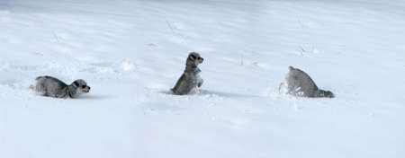 Three pictures of a puppy playing in deep snowの写真素材