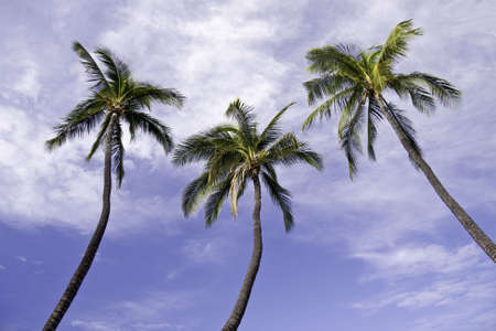 Triplet of palm trees leaning into the sky and forming an interesting pattern