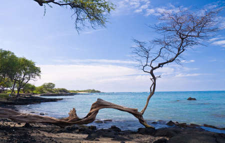 Hawaiian Beach framed by a single gnarled treeの写真素材