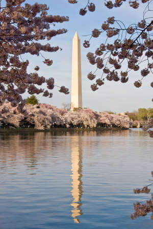 Washington Monument with a layer of cherry blossom flowers at the base and reflection in Tidal Basinの素材 [FY3102813476]