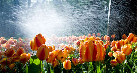 Garden of tulips against the light with water spray adding brillianceの写真素材
