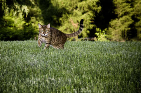 Bengal cat breed dramatically stalking the camera through the grassの写真素材