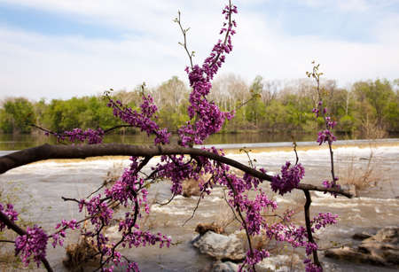 The dam on the Potomac river by Great Falls with spring blossom in foregroundの写真素材