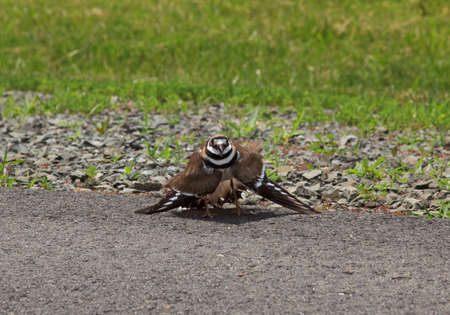 Aggressive display by Killdeer birdの写真素材
